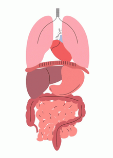 Digestive & Bloating