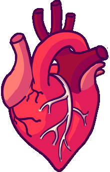 Blood Circulation